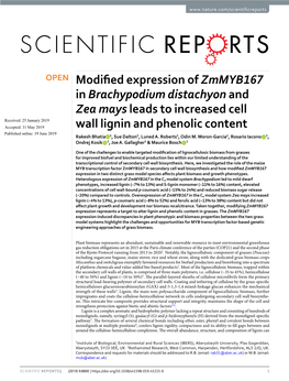 Modified Expression of Zmmyb167 in Brachypodium Distachyon and Zea