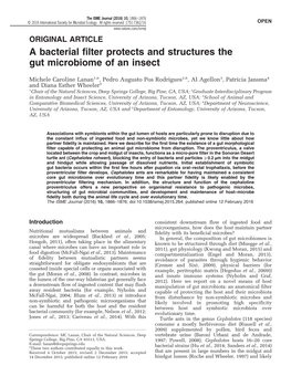 A Bacterial Filter Protects and Structures the Gut Microbiome of an Insect