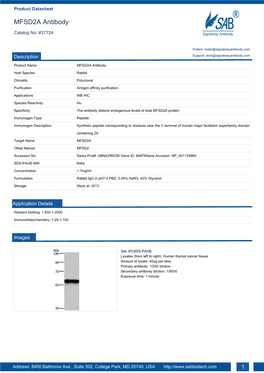 MFSD2A Antibody