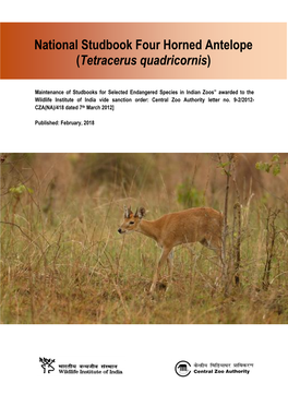 Four Horned Antelope (Tetracerus Quadricornis)