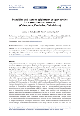 Mandibles and Labrum-Epipharynx of Tiger Beetles