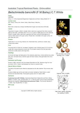 Beilschmiedia Bancroftii (F.M.Bailey) C.T.White Family: Lauraceae White, C.T