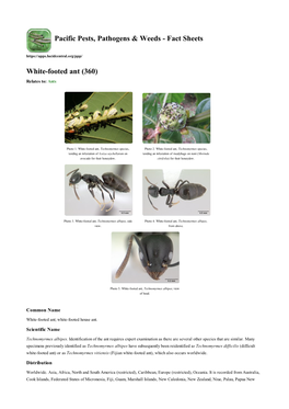 White-Footed Ant (360) Relates To: Ants