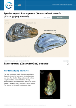 (Xenostrobus) Securis