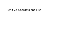 Unit 2C Chordata and Fish