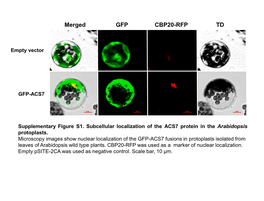 Merged GFP CBP20-RFP TD