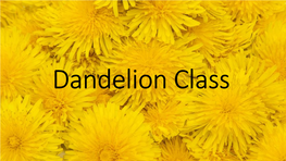 Dandelion Class Dandelion