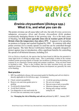 Erwinia Chrysanthemi (Dickeya Spp.) What It Is, and What You Can Do