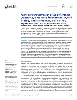 Genetic Transformation of Spizellomyces Punctatus, a Resource for Studying Chytrid Biology and Evolutionary Cell Biology