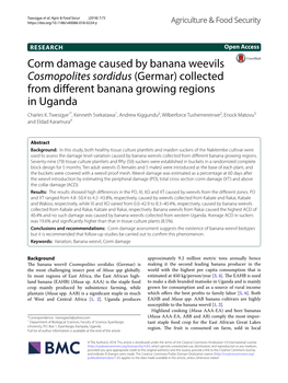 Corm Damage Caused by Banana Weevils Cosmopolites Sordidus (Germar) Collected from Diferent Banana Growing Regions in Uganda Charles K