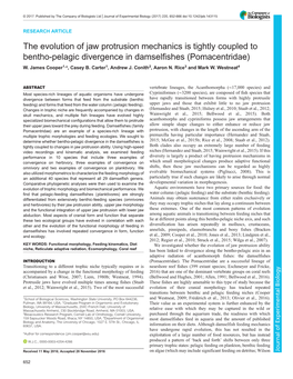 The Evolution of Jaw Protrusion Mechanics Is Tightly Coupled to Bentho-Pelagic Divergence in Damselfishes (Pomacentridae) W