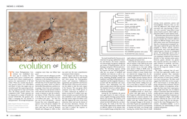 Evolution of Birds