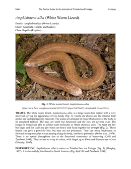 Amphisbaena Alba (White Worm Lizard)