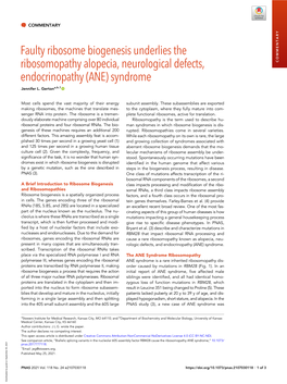 Faulty Ribosome Biogenesis Underlies the Ribosomopathy Alopecia, Neurological Defects, COMMENTARY Endocrinopathy (ANE) Syndrome Jennifer L