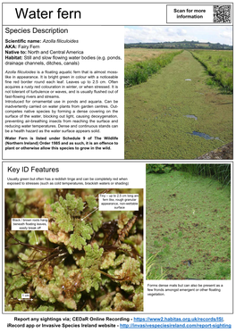 NIEA ID Guide Water Fern Azolla Filiculoides