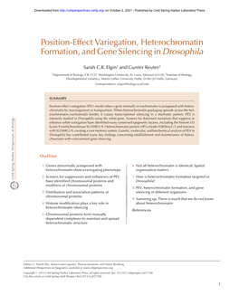 Position-Effect Variegation, Heterochromatin Formation, and Gene Silencing in Drosophila