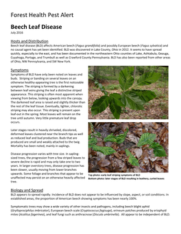 Forest Health Pest Alert Beech Leaf Disease