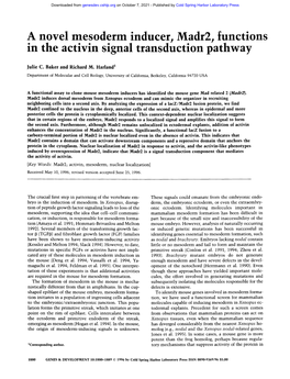 A Novel Mesoderm Inducer, Madr2, Functions in the Activin Signal Transduction Pathway