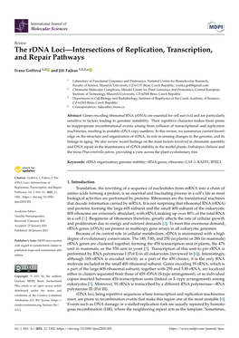 The Rdna Loci—Intersections of Replication, Transcription, and Repair Pathways