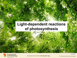 Light-Dependent Reactions of Photosynthesis