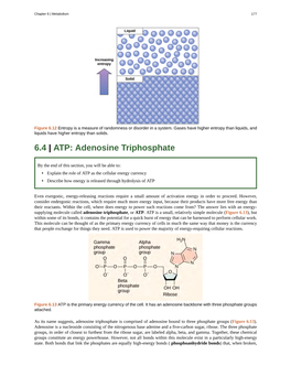 6.4 | ATP: Adenosine Triphosphate