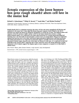 Ectopic Expression of the Knox Homeo Box Gene Rough Sheathl Alters Cell Fate in the Maize Leaf