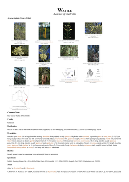 Acacia Linifolia (Vent.) Willd