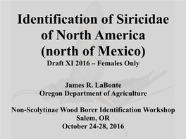 Key to the Siricidae of North America