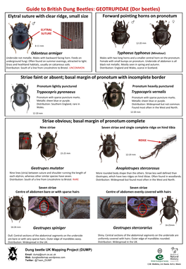 Guide to British Dung Beetles: GEOTRUPIDAE (Dor Beetles) Elytral Suture with Clear Ridge, Small Size Forward Pointing Horns on Pronotum