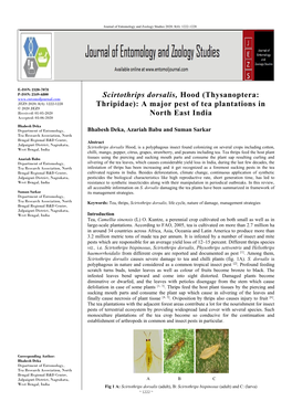 A Major Pest of Tea Plantations in North East India