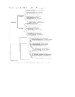 Leaftossers, Miners, Woodcreepers Species Tree
