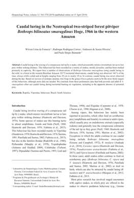 Caudal Luring in the Neotropical Two-Striped Forest Pitviper Bothrops Bilineatus Smaragdinus Hoge, 1966 in the Western Amazon