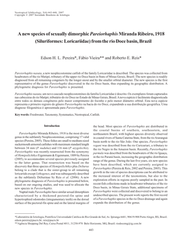 A New Species of Sexually Dimorphic Pareiorhaphismiranda Ribeiro, 1918 (Siluriformes: Loricariidae) from the Rio Doce Basin