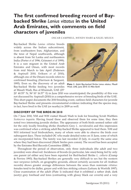 The First Confirmed Breeding Record of Bay- Backed Shrike Lanius Vittatus