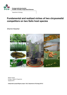 Fundamental and Realized Niches of Two Chrysomelid Competitors on Two Salix Host Species