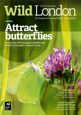 Our Top Tips Will Encourage Butterflies and Moths to Your Patch, Whatever Its Size
