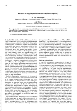 Incisors As Digging Tools in Molerats (Bathyergidae)