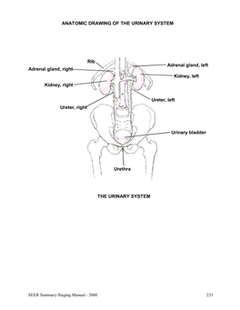 Urinary System