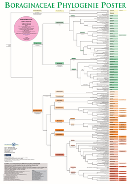 Boraginaceae Phylogenie Poster Echiochilinae Griffel Dünn, Mit 2 Subterminalen Narben Echiochiloideae O Med Bis NO Afrika, Arabische Halbinsel Echiochilon Inkl