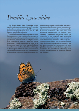 Familia Lycaenidae