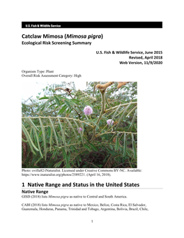 Mimosa Pigra) Ecological Risk Screening Summary