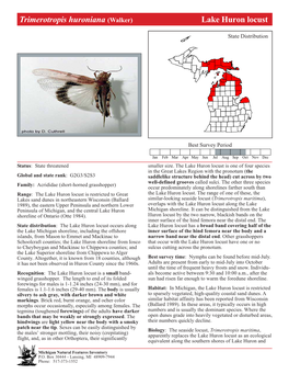 Trimerotropis Huroniana (Walker) Lake Huron Locust