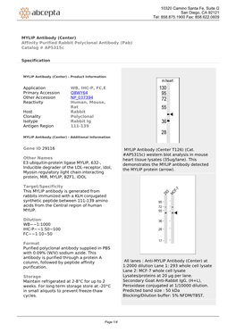 MYLIP Antibody (Center) Affinity Purified Rabbit Polyclonal Antibody (Pab) Catalog # Ap5315c