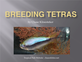 BREEDING TETRAS, Pwr Pt