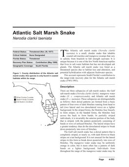 Atlantic Salt Marsh Snake Nerodia Clarkii Taeniata