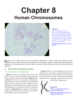 Chapter 8 Human Chromosomes