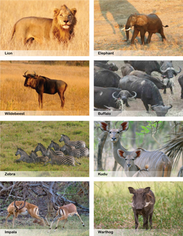 Lion Elephant Wildebeest Buffalo Zebra Kudu Impala Warthog