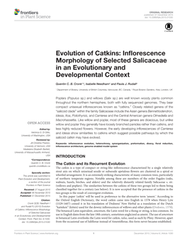 Evolution of Catkins: Inflorescence Morphology of Selected Salicaceae