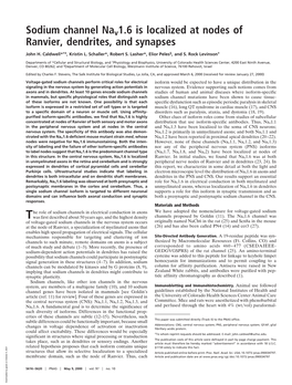 Sodium Channel Nav1.6 Is Localized at Nodes of Ranvier, Dendrites, and Synapses