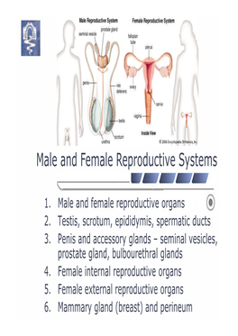 Male and Female Reproductive Organs 2